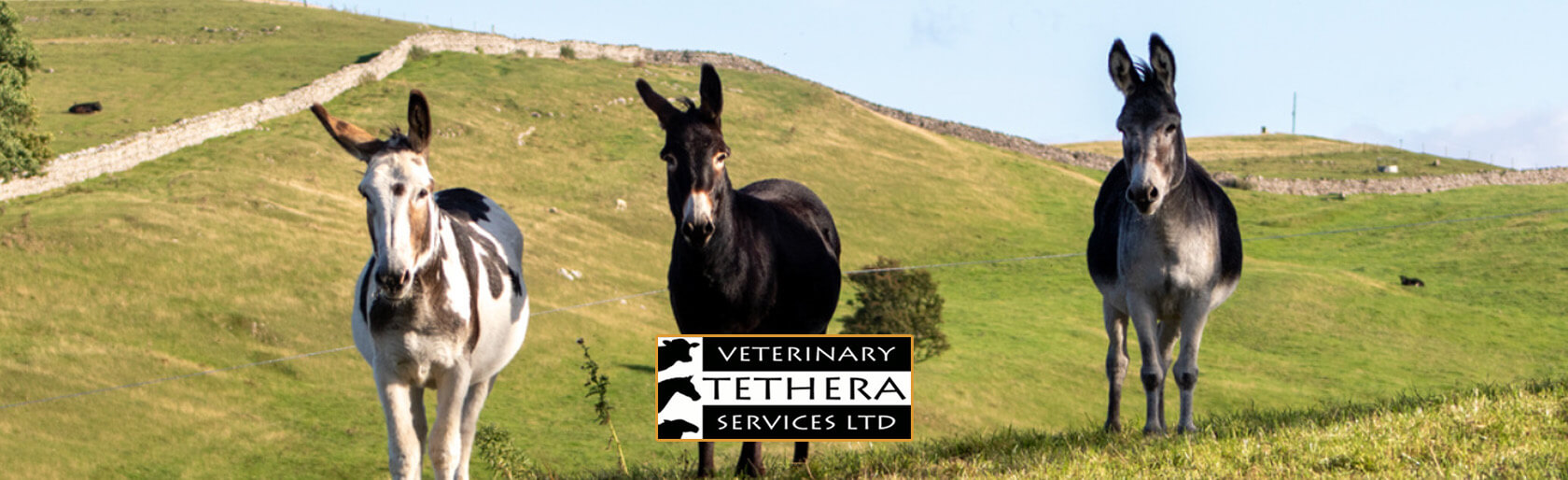 Tethera Vets Donkeys